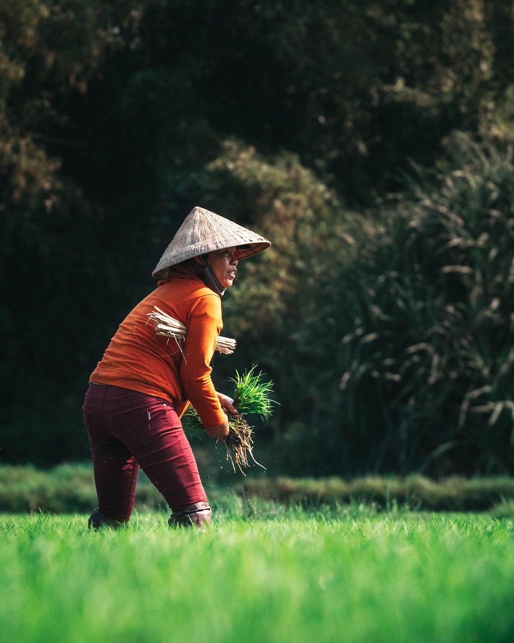 Người nông dân làm việc tập trung — chánh niệm trong lao động